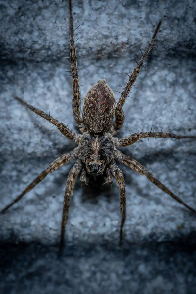 Tiro Vertical Uma Aranha Lobo — Fotografia de Stock