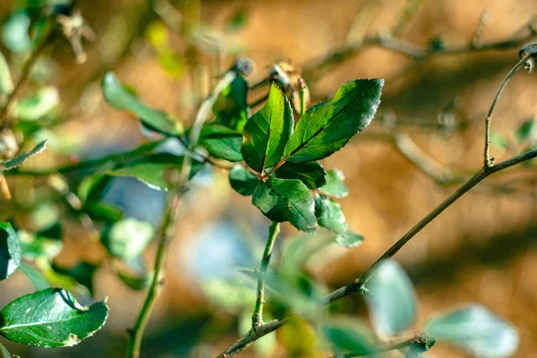 Selektivní Záběr Svěží Zelené Listí Rostoucí Zahradě Pod Jasným Sluncem — Stock fotografie