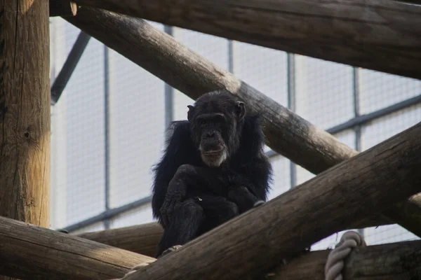 Solitario Chimpancé Negro Sentado Entre Los Troncos Del Zoológico Colchester —  Fotos de Stock