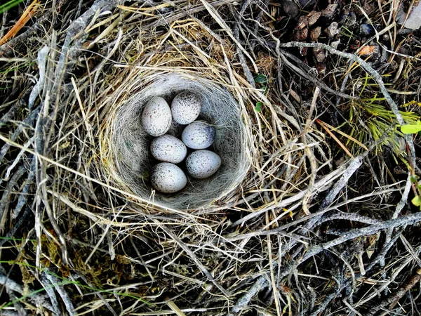 巣の中のウグイールの卵のトップビュー — ストック写真