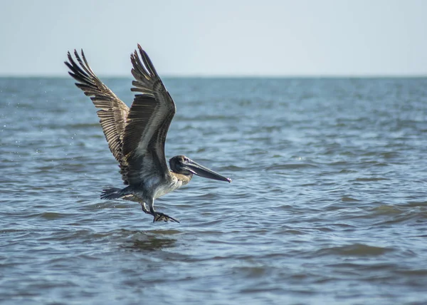 Pelican Flying Wavy Sea Coast — Stock Photo, Image