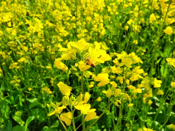 ぼやけた背景に黄色のRapeseed Brassica Napus のクローズアップショット — ストック写真