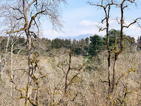 Крупный План Сухих Деревьев Голубом Фоне Неба — стоковое фото