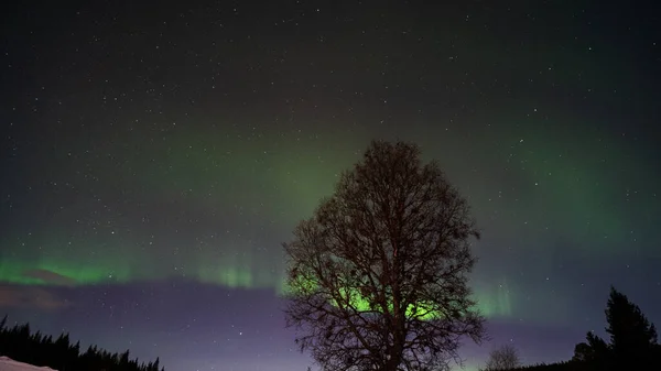 在被北极光照亮的夜空下 一棵没有枝条的树的特写镜头 — 图库照片