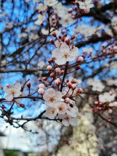 加拿大不列颠哥伦比亚省维多利亚市樱花树的美丽景色 — 图库照片