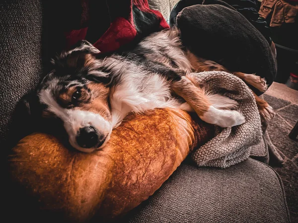 一只可爱的澳大利亚牧羊犬躺在沙发上 上面有一条毛毯 — 图库照片