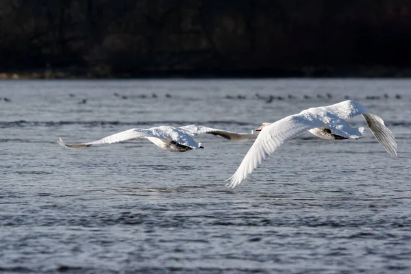 Beautiful Shot Couple Mute Swan Flying Calm Water Bright Sunlight — Stock Photo, Image