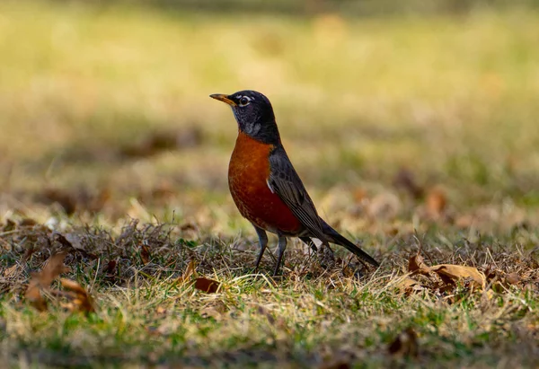 Eine Nahaufnahme Eines Orangefarbenen Vogels Auf Gras — Stockfoto