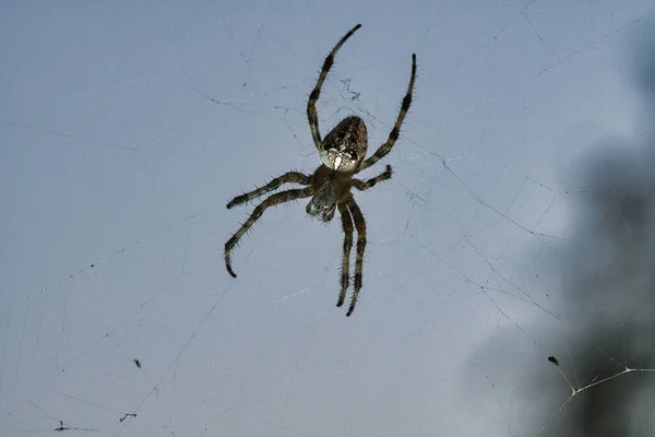 Close Shot Cross Spider Its Web — Stock Photo, Image