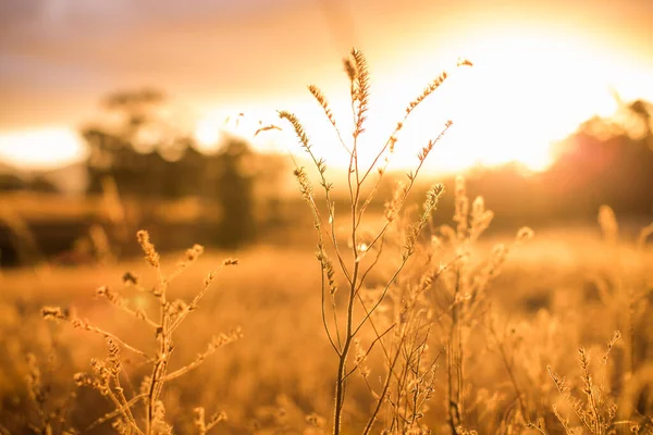 金色的长草生长在田野里 映衬着迷人的落日的天空 — 图库照片