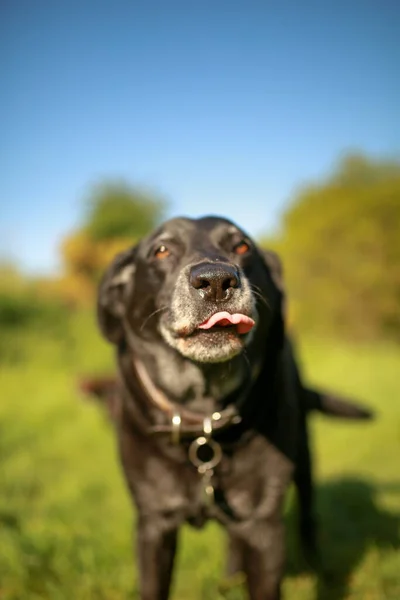 Primer Plano Vertical Perro Labrador Retriever Negro Lamiéndose Boca Jardín —  Fotos de Stock