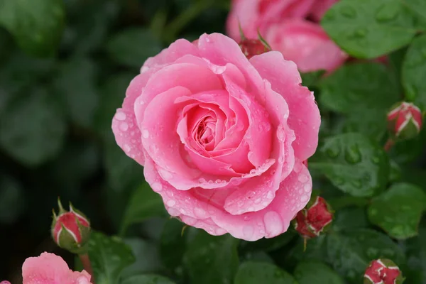 Крупним Планом Красива Троянда Парку — стокове фото