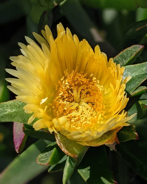 Het Verticale Schot Van Een Carpobrotus Edulis Bloem — Stockfoto