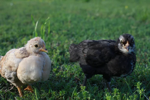Two Baby Chicks Stand Grass One Looking Camera One Looking — Stock Photo, Image