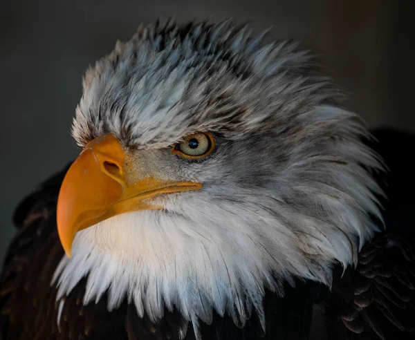 Closeup Head Southern Bald Eagle Bird Blurry Dark Background — Stock Photo, Image
