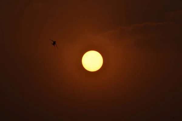 Turuncu Gökyüzünde Parlayan Dolunayın Arka Planında Uçan Bir Kuş — Stok fotoğraf