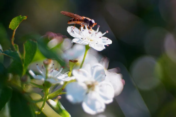 Selektivní Zaostření Opylování Včel Bílých Květinách — Stock fotografie