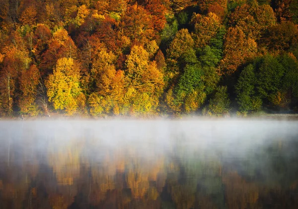Une Vue Panoramique Une Forêt Avec Les Arbres Colorés Automne — Photo