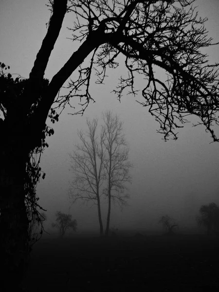 Туманний Зимовий День Захід Сонця Монохромних Деревах Тумані Примхлива Сумна — стокове фото