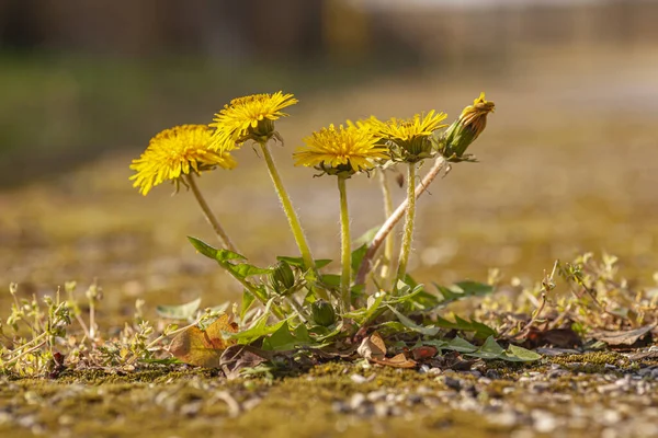 Detail of Flowers grow on the asphalt