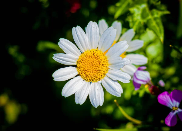 Nahaufnahme Eines Blühenden Gänseblümchens Auf Einem Feld — Stockfoto