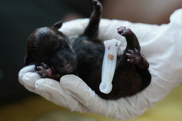 Großaufnahme Eines Neugeborenen Pudels Der Einer Hand Schläft — Stockfoto