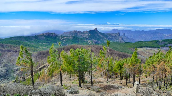 Μια Γραφική Εικόνα Ενός Δάσους Ένα Βουνό Στο Grand Canary — Φωτογραφία Αρχείου