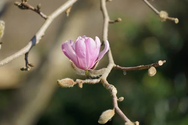 背景がぼやけている枝の上にピンクの花の景色 — ストック写真