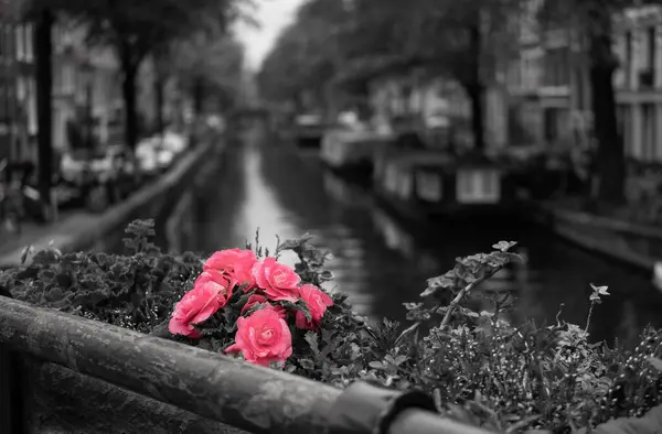 在荷兰阿姆斯特丹的一条运河上 一片灰白色的 选择性的花卉聚焦点 — 图库照片