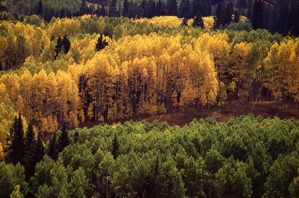 Une Belle Vue Sur Une Forêt Avec Des Arbres Automne — Photo