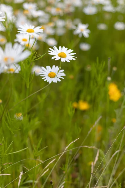 Vertical Shot Beautiful Daisies Blooming Field — Stock Photo, Image