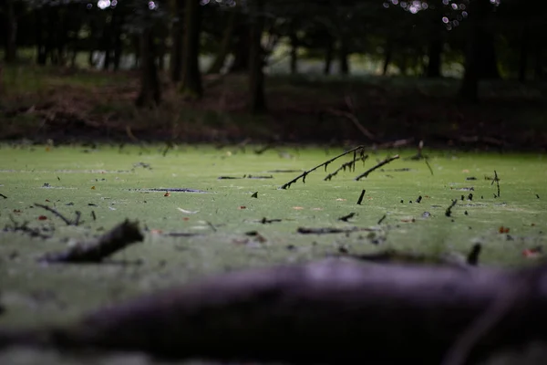 デンマークの森の中の苔むした湖の閉鎖ショット — ストック写真