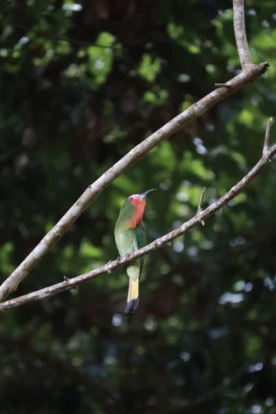 Plan Vertical Bel Oiseau Sauvage Coloré Debout Sur Une Branche — Photo