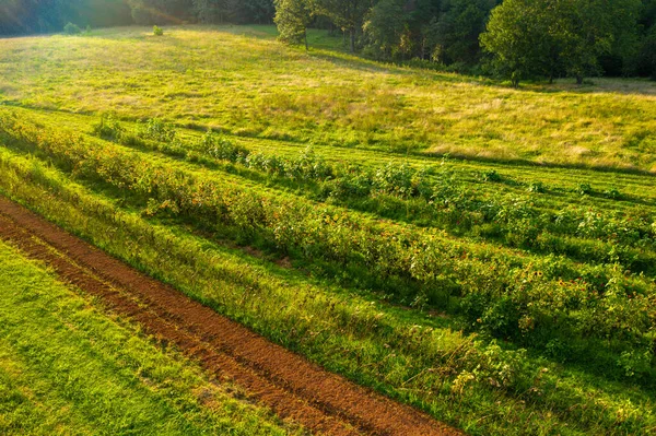 Una Hermosa Vista Flores Coloridas Plantas Verdes Que Crecen Campo — Foto de Stock