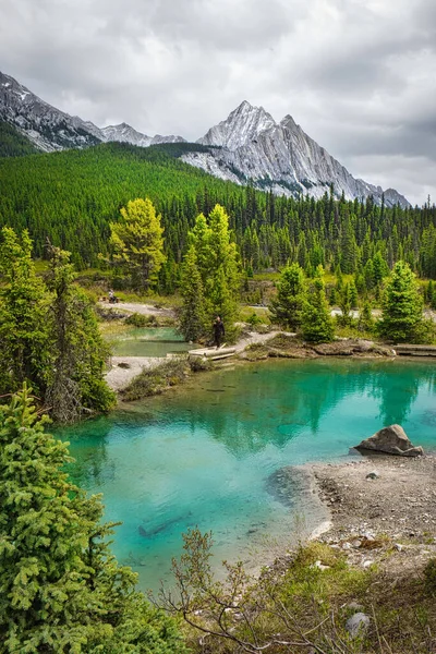 Eine Vertikale Aufnahme Des Grünen Waldes Gegen Die Gebirgskette Banff — Stockfoto