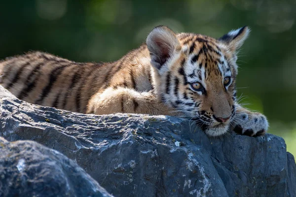 Beautiful Tiger Cab Lying Stone Blurred Background — Stock Photo, Image