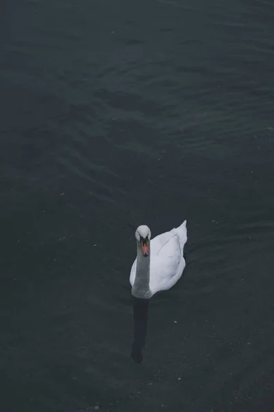 Eine Vertikale Aufnahme Eines Schwans Der Einem See Schwimmt — Stockfoto