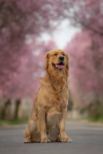 公園に座っている黄金の回収犬の浅い焦点は 背景に木が咲いています — ストック写真