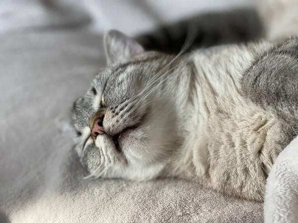 アームチェアで寝てる可愛い白い猫のクローズアップ — ストック写真