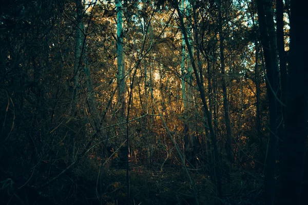 Cenário Temperamental Uma Floresta Exuberante Escura — Fotografia de Stock