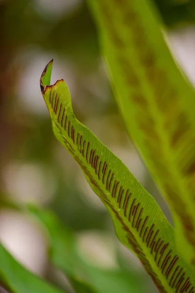 Closeup Green Leaves Park — Stock Fotó