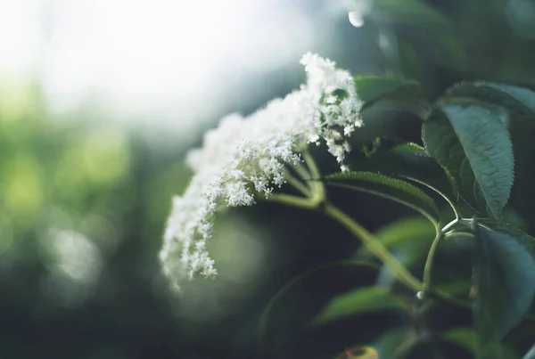 長老植物の枝の浅い焦点 — ストック写真