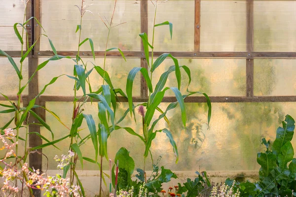 Pflanzen Und Blumen Unter Den Fenstern — Stockfoto