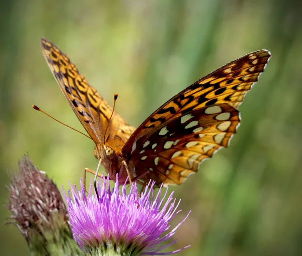 Egy Közeli Felvétel Nagy Tüskés Fritilláris Pillangó Egy Virágon — Stock Fotó