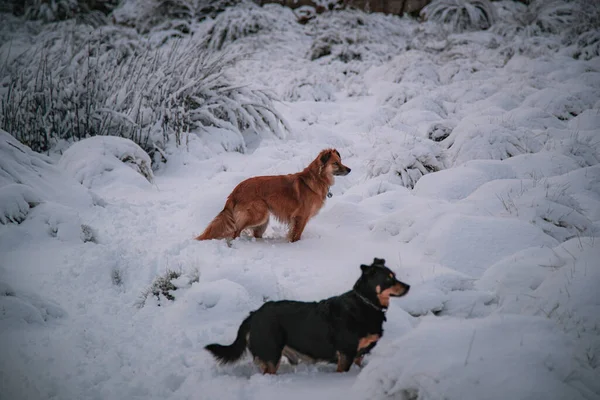 Прекрасний Постріл Німецького Пастуха Затятих Собак Які Ходять Білому Снігу — стокове фото