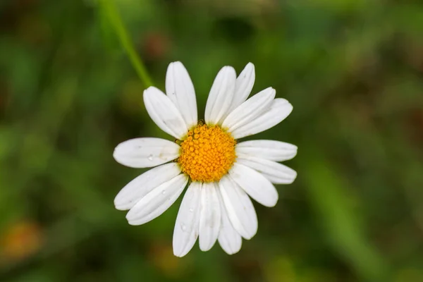 Primo Piano Della Bella Margherita Che Sboccia Giardino — Foto Stock