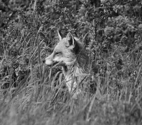Μια Γκρίζα Αβαθής Εστίαση Μιας Ιβηρικής Αλεπούς Στο Πεδίο — Φωτογραφία Αρχείου
