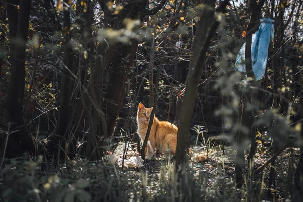 枝の後ろの公園のかわいいオレンジ色の猫 — ストック写真