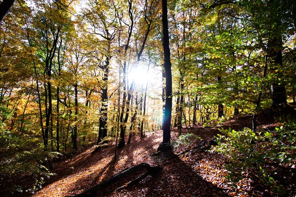 Сонце Світить Хоча Гілки Дерев Лісі Данії — стокове фото
