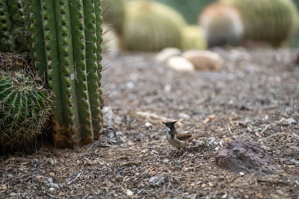 Closeup Shot Bird Desert —  Fotos de Stock